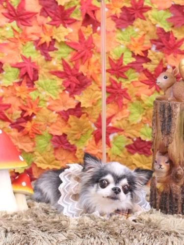 20241109クオンくん